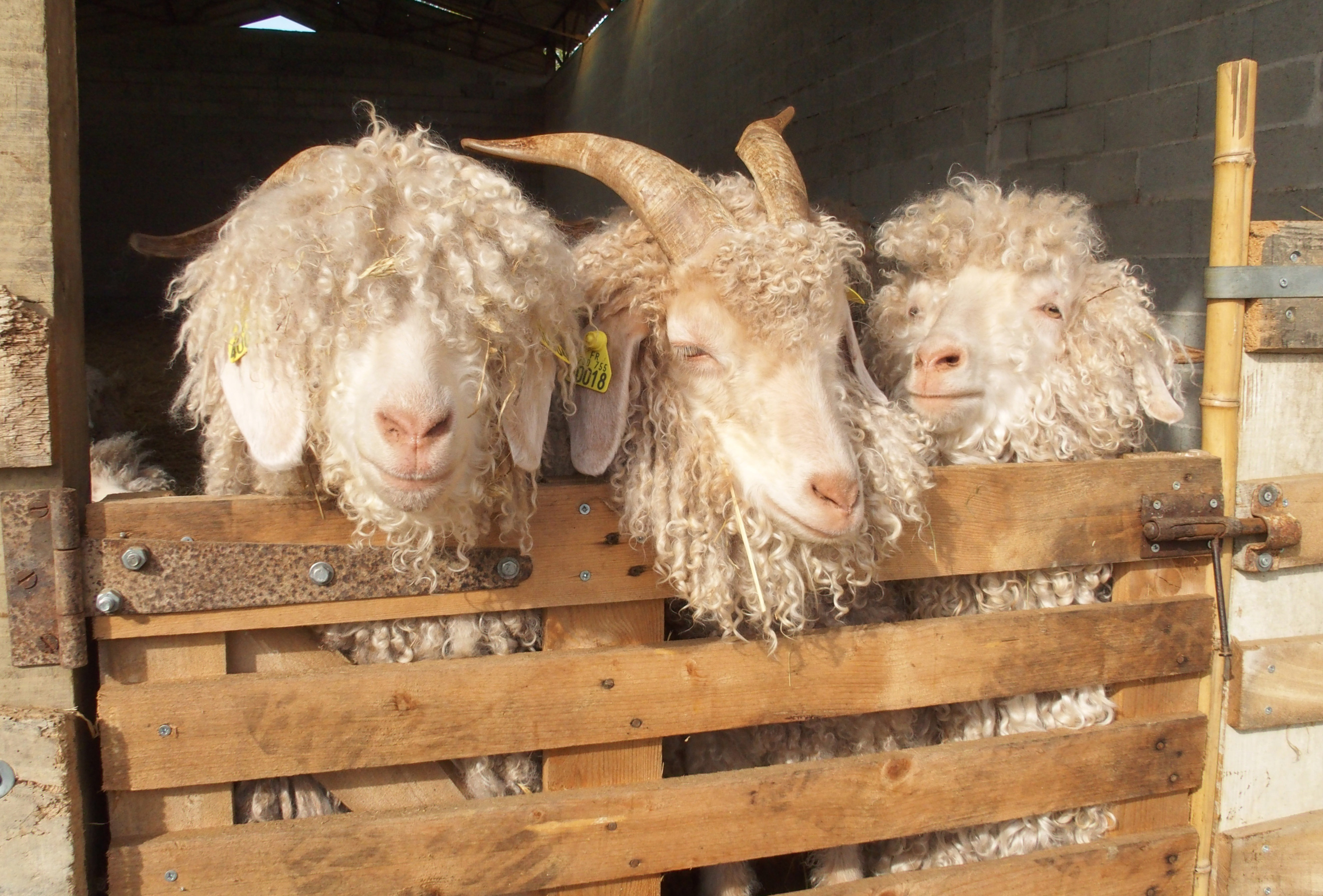 Les chèvres Angora